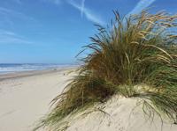 Strand met grasduin 70x50cm Tuinschilderij - Customize it