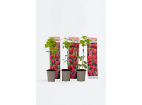 Set van 3 Frambozen planten