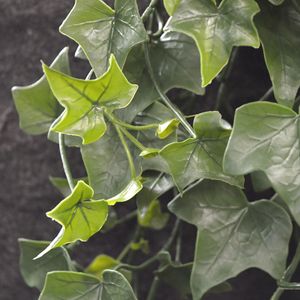 Hedera kunst hangplant 80cm - UV bestendig