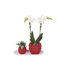 Kolibri Orchids | Plantenset Optimisme small| Groene planten met witte Phalaenopsis orchidee in Optimism sierpotten en witte dienblad Kolibri Orchids | Plantenset Optimisme small| Groene planten met witte Phalaenopsis orchidee in Optimism sierpotten en witte dienblad