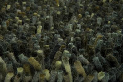 Brink en Campman - Vloerkleed Rocks Forest 70547 - 250x300 cm