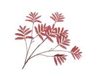 Mimosasteel l104 cm rood - Silkka