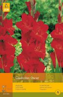 Gladiolus oscar 10st bloembol zomer Gladiool JUB - Jub