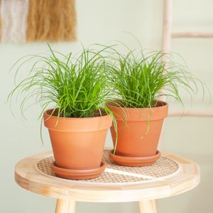 Cyperus Zumula Duo - Kattengras - P12