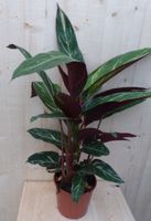 Calathea Trio Star Pauwenplant smal blad met wit 60 cm - Warentuin Natuurlijk