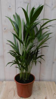 Kamerplant Goudpalm 60 cm - Warentuin natuurlijk