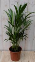 Kamerplant Goudpalm 60 cm - Warentuin natuurlijk