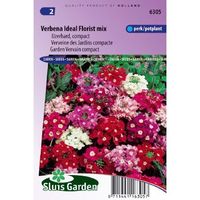 Verbena zaden Ideal Florist Mix ijzerhard - thumbnail