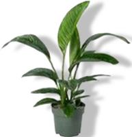 Spathiphyllum Sensation Potmaat 27 H100-110 kamerplant Beautanic Lifestyle - Beautanic lifestyle