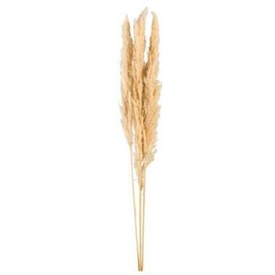 Droogbloemen Pampas gras 3 stuks - naturel - 115 cm
