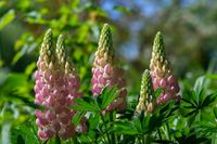 Lupine - thumbnail