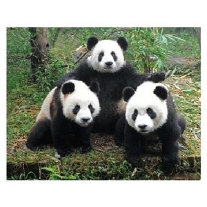 3D koelkast magneetje panda familie