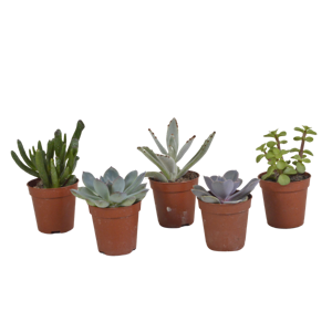 Vetplanten mix 5.5 cm - 5x - zonder pot