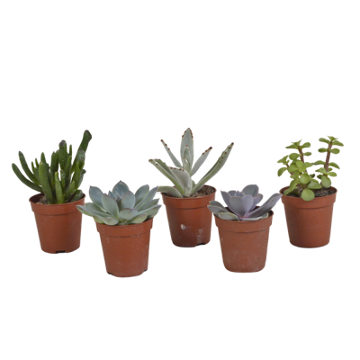 Vetplanten mix 5.5 cm - 5x - zonder pot