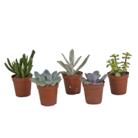 Vetplanten mix 5.5 cm - 5x - zonder pot
