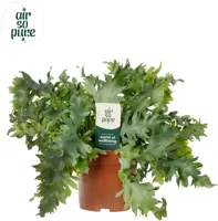 Phlebodium aureum &apos;Davana&apos; (Zinkvaren, Blauwvaren) 35cm