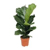 Ficus Lyrata - Ø17cm - ↕75cm