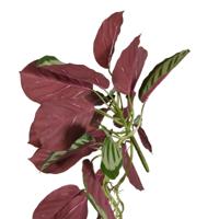 Calathea red Roseopicta kunst hangplant 70cm
