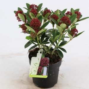 Skimmia (Skimmia Japonica “Red Dwarf”®) heester - 20-25 cm (P15) - 6 stuks