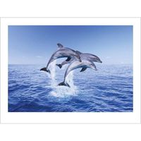 Kunstdruk Dolphin Trio 50x40cm