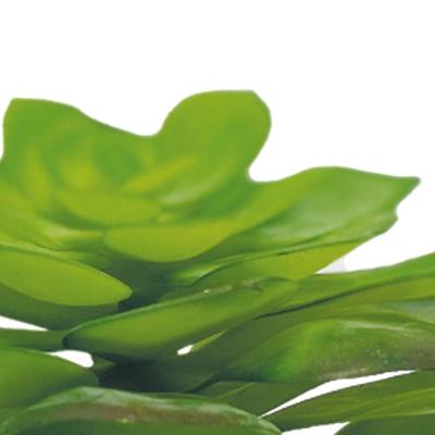 Repto Aquadistri plant echeveria - Aquadistri