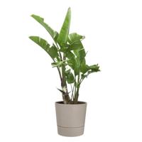 Foss rond 35 cm paddenstoel beige bloempot elho - Elho