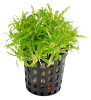 AquaVitaal Pogostemon Helferi AquaVitaal Pogostemon Helferi