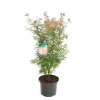 Japanse esdoorn