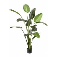 Easyplants Kunstplant Strelitzia 230 Cm