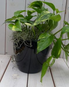 Epipremnum geelgroen zwarte/antraciete pot 25 cm - Warentuin Natuurlijk