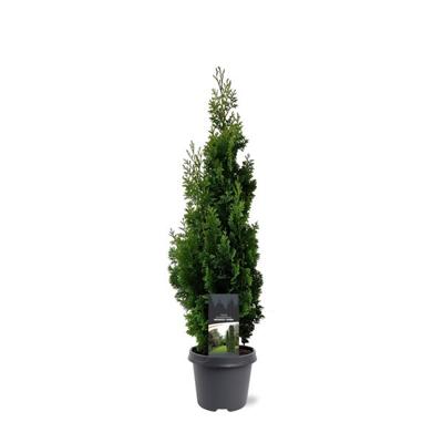 Thuja occidentalis Degroot Spire 60-80 cm Conifeer - Warentuin natuurlijk