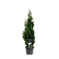Thuja occidentalis Degroot Spire 60-80 cm Conifeer - Warentuin natuurlijk