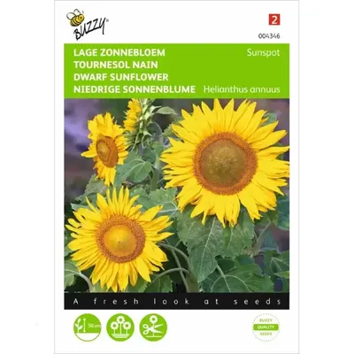 Helianthus, lage zonnebloem Sunspot geel