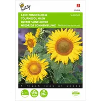Helianthus, lage zonnebloem Sunspot geel