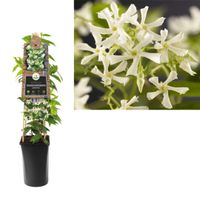Klimplant Trachelospermum jasminoides 75 cm - Van der Starre