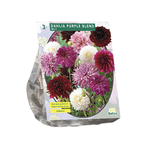 Dahlia