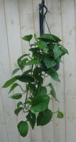 Hangplant Epipremnum donker groen - Warentuin Natuurlijk