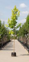 Geeldbladige Noorse esdoorn Acer pl. Princeton Gold h 350 cm st. omtrek 12 cm - Warentuin Natuurlijk