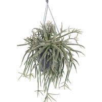 Rhipsalis Horrida (Rotskoraal) Hangplant - P 17 cm Rhipsalis Horrida (Rotskoraal) Hangplant - P 17 cm