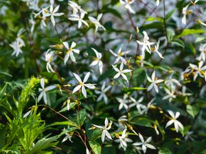 Driebladige braakwortelspirea