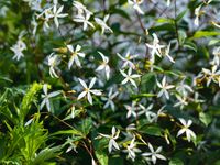Driebladige braakwortelspirea
