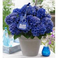 Hydrangea Macrophylla Music Collection "Blue Boogiewoogie"® boerenhortensia - 25-30 cm - 1 stuks