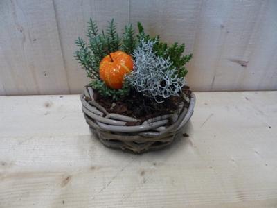 Herfstmandje cira 20 cm met hebe en sierpompoen - Warentuin natuurlijk