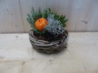 Herfstmandje cira 20 cm met hebe en sierpompoen - Warentuin natuurlijk Herfstmandje cira 20 cm met hebe en sierpompoen - Warentuin natuurlijk