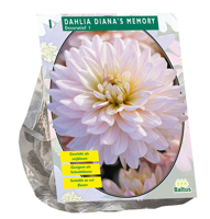 Bloembollen Dahlia Decoratief Diana's Memory 1 stuk Baltus - Baltus