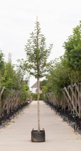 Sierappel evereste Malus Evereste h 450 cm st. omtrek 16 cm - Warentuin Natuurlijk