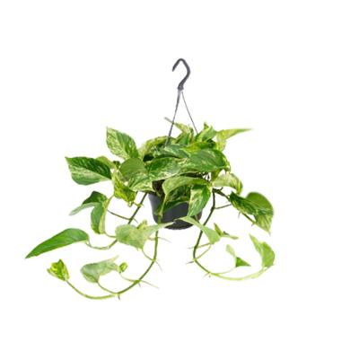 Epipremnum Marble Queen - Scindapsus - Ø15cm - ↕25cm - Ø15 - ↨25cm Epipremnum Marble Queen - Scindapsus - Ø15cm - ↕25cm - Ø15 - ↨25cm