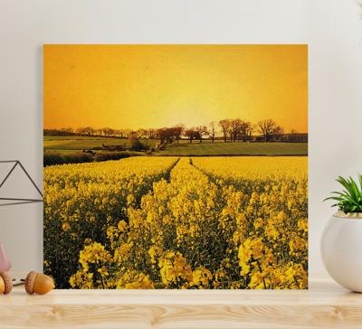 Canvas bloemen Gele bloemen veld