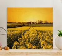 Canvas bloemen Gele bloemen veld