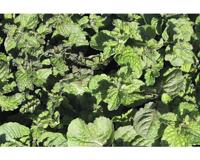 Mentha x villosa Mojito kruidenplant Griffioen - Griffioen